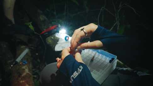 Sampling in the field in Borneo