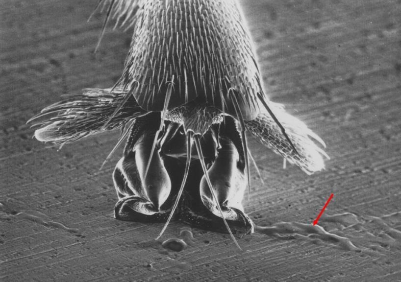 Foot of an ant with lipid footprints