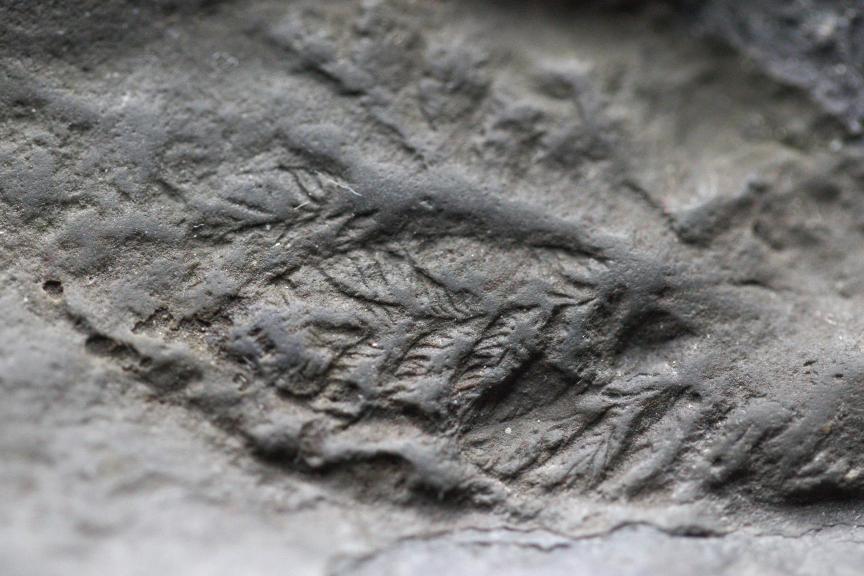 Small Ediacaran fossil showing detailed branches
