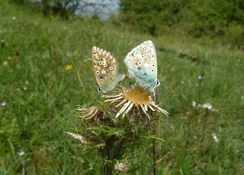 Chalkhill blue butterflies