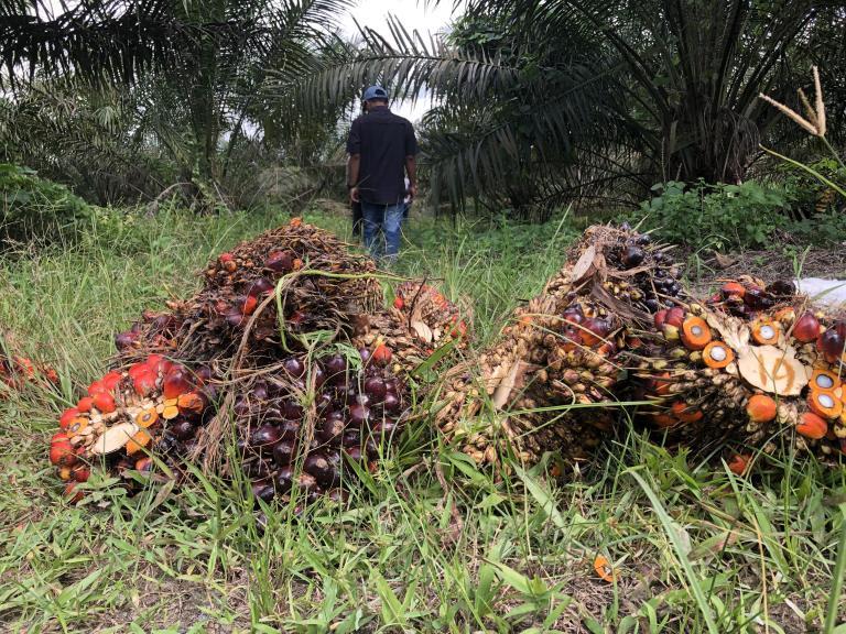 Oil palm fruit bunches