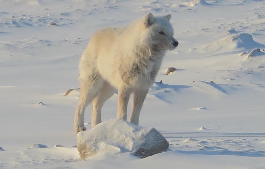 A polar wolf on the snowpack in the Arctic